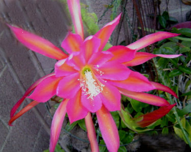 (image for) Epiphyllum Seeds 'Raspberry Ribbon' 5 Seeds - Click Image to Close